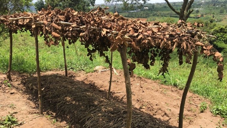 creating coffee nursery