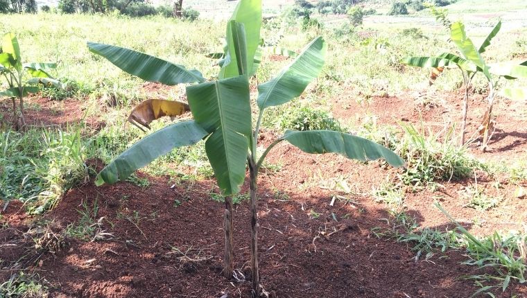 2022.3 - planting fruits seedlings